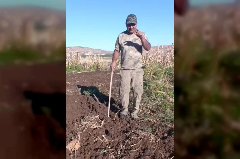 Çiftçiden bahçesini talan eden domuza tebessüm ettiren tepki: "Benden uzak durmadığın müddetçe kalemini kıracağım"
