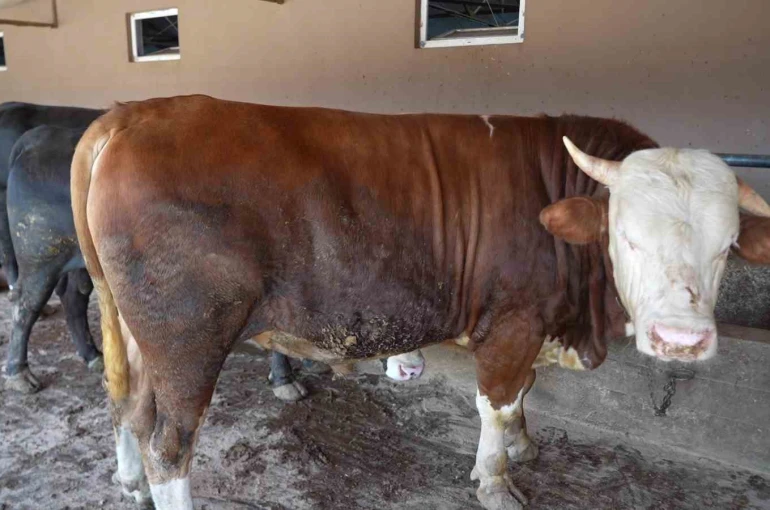 Çiftliğin gözdesi 1 ton 300 kiloluk tosun oldu