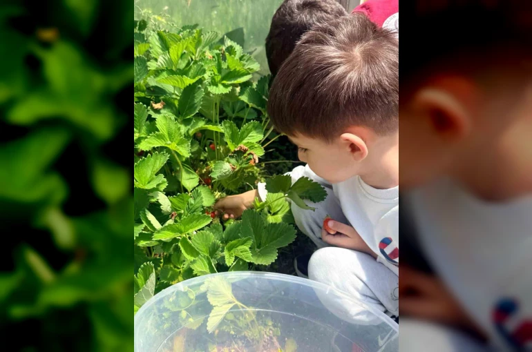 Çıldır Anaokulu öğrencileri çilek hasadında buluştu