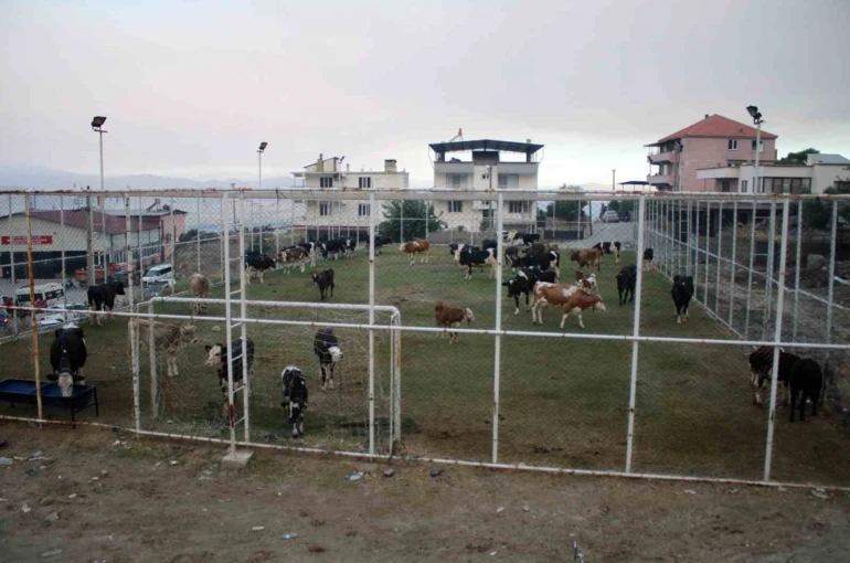 Çine’de alevlerin ulaştığı mahallede hayvanlar halı sahada korumaya alındı