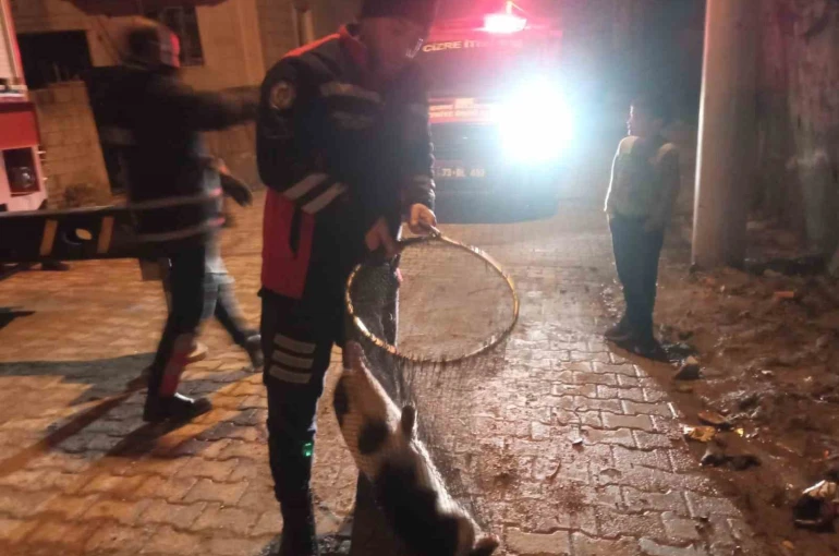 Cizre’de ayağı demir korkuluklara sıkışan kedi için itfaiye seferber oldu