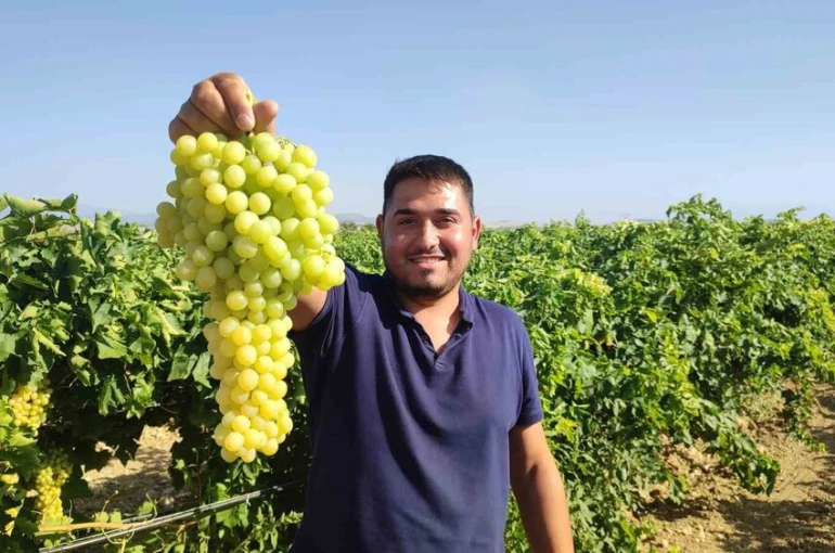 Coğrafi işaretli İsabey çekirdeksiz üzümünde hasat başladı