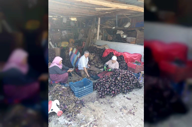 Coğrafi işaretli Kapıdağ mor soğanında hasat tamamlandı