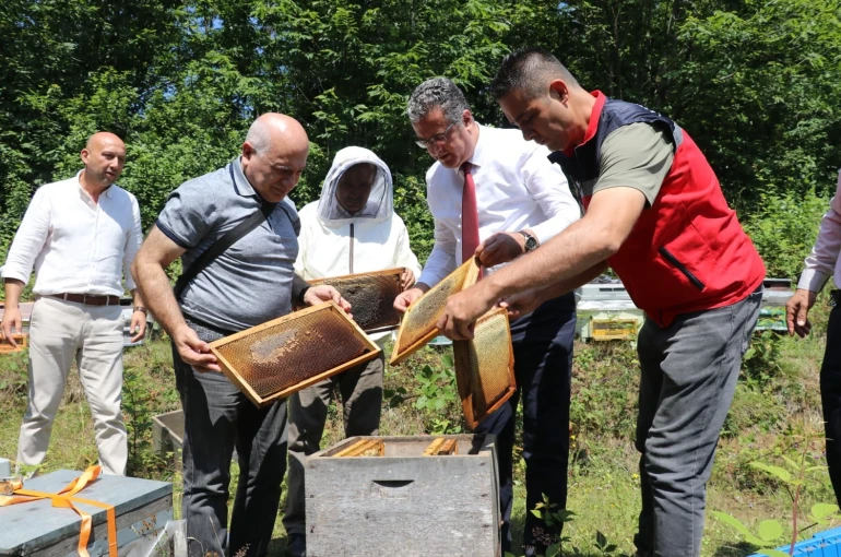 Coğrafi işaretli Salıpazarı kestane balında hasat başladı