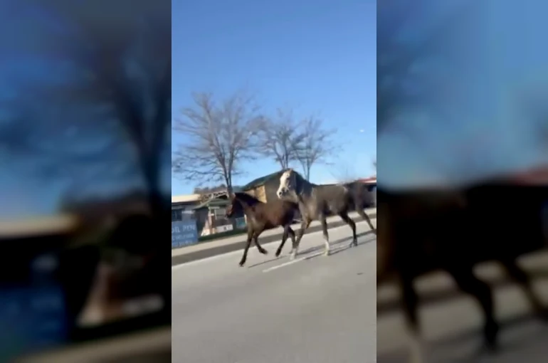 Çorum’da başıboş atlar trafiği tehlikeye attı: O anlar kamerada