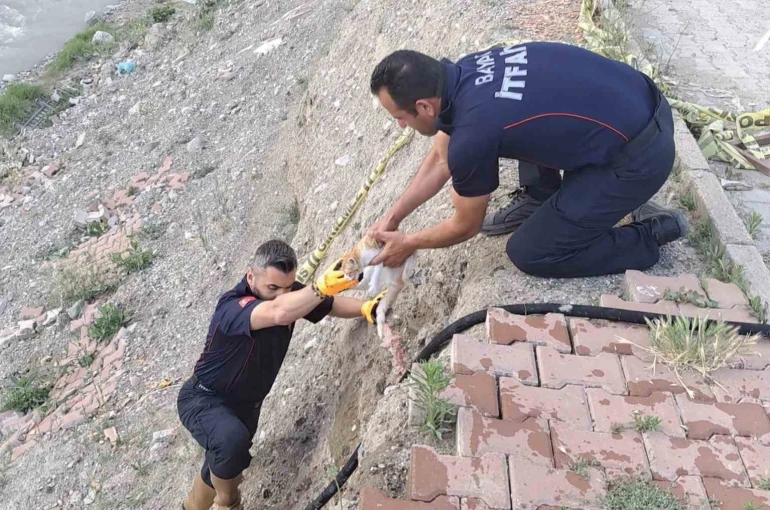Çorum’da çaya düşen kediyi itfaiye kurtardı