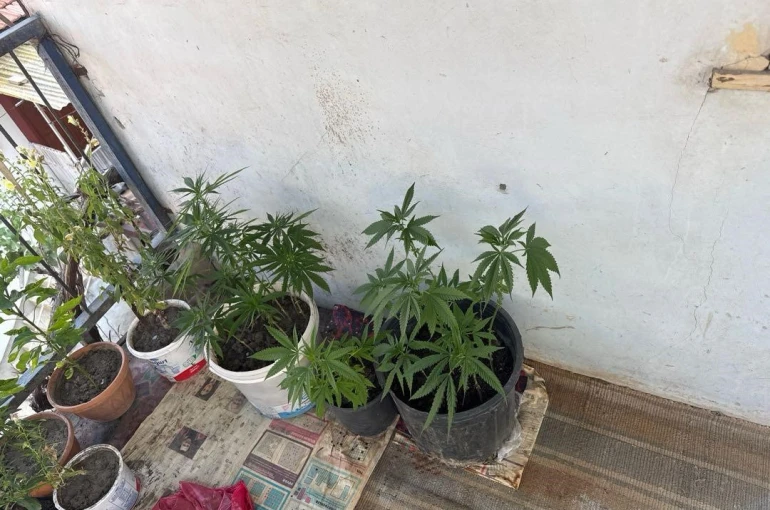 Çorum’da operasyon düzenlenen evden 21 kök kenevir çıktı: 1 gözaltı