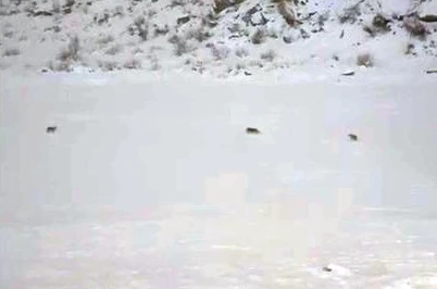 Çukurca’da kurt sürüsü görüntülendi