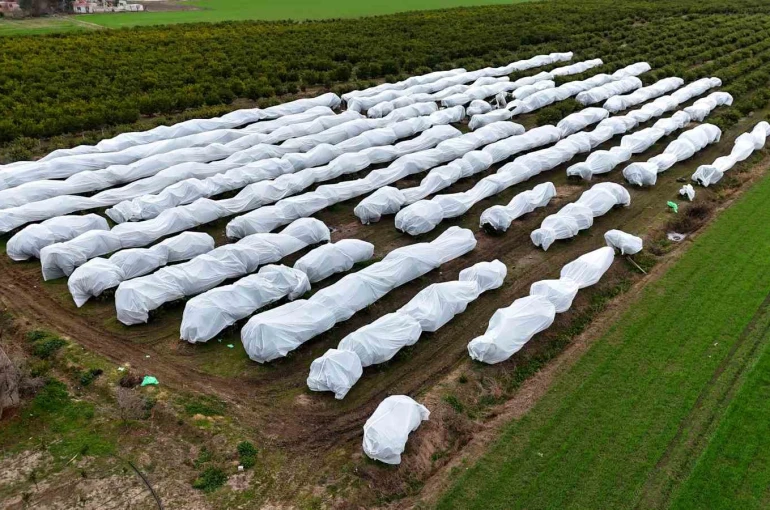 Çukurova çiftçisinden zirai don önlemi: 15 dönüm limon ağacı fileyle örtüldü