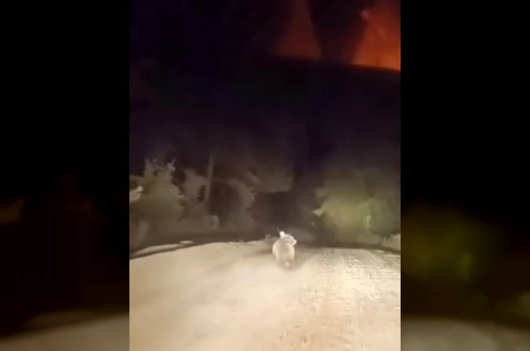 Dağ yolunda sürücüyle karşılaşan ayının panik anları 