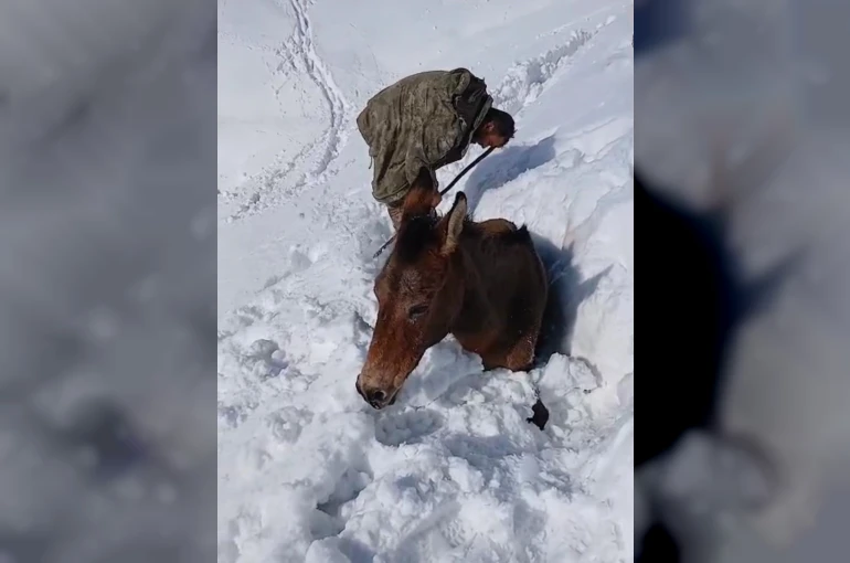 Dağda karda mahsur kalan katırlar kurtarıldı