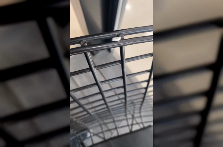 Dantel böceği İnegöl’de görüntülendi