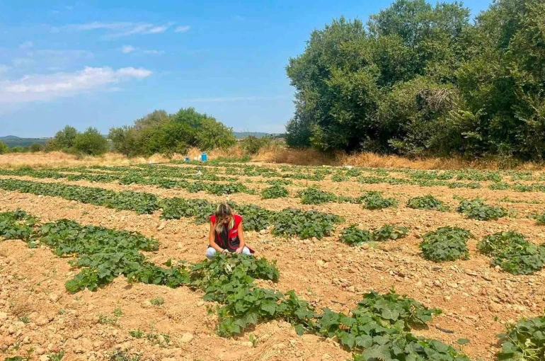 Dazkırı’da alternatif ürünler için saha çalışması