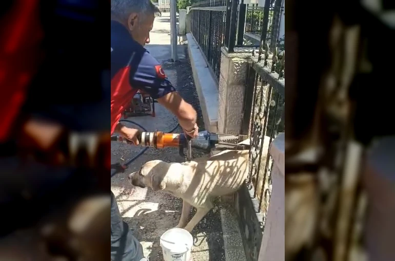 Demir kapıya sıkışan köpeği itfaiye kurtardı
