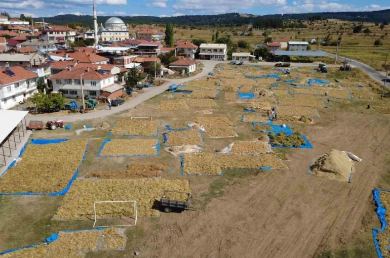 Demirci’nin yaylalarında yetişen kuru fasulyede hasat başladı
