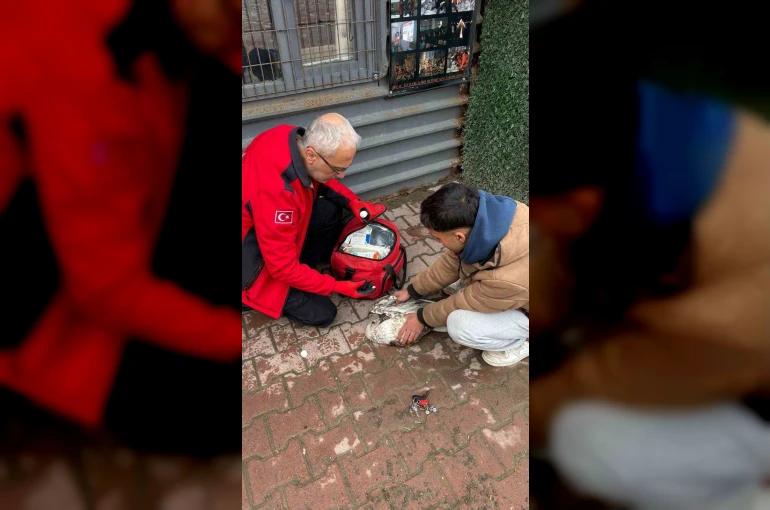 Denizde can mücadelesi: Martıyı 911 ekipleri kurtardı