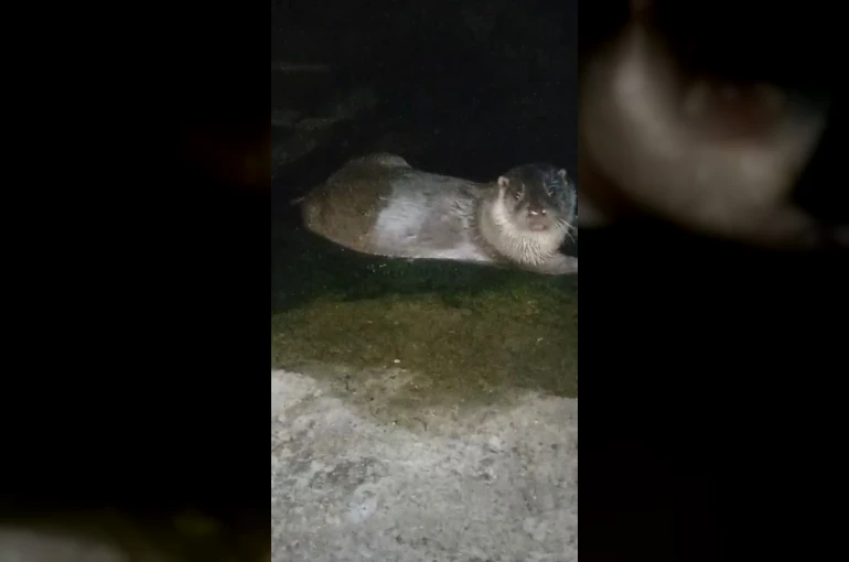 Denizden çıkıp balık yediler, yeniden kayboldular