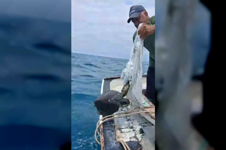 Denize atılan çuvala dolanarak hayat mücadelesi veren caretta carettayı balıkçı kurtardı