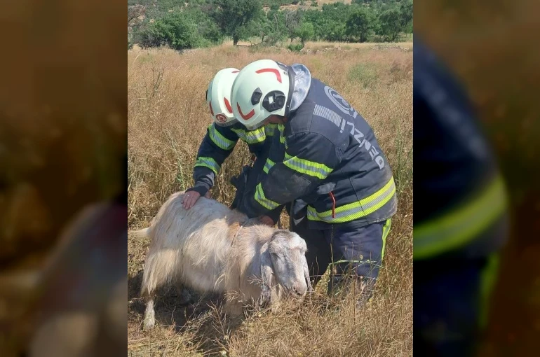 Denizli’de kuyuya düşen keçileri itfaiye kurtardı