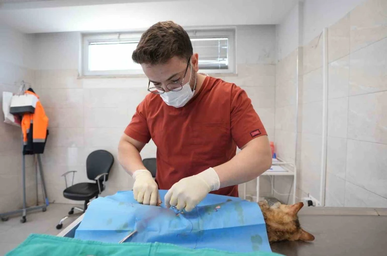 Denizli’de sokak hayvanlarını kısırlaştırma ve sahiplendirmede rekor artış