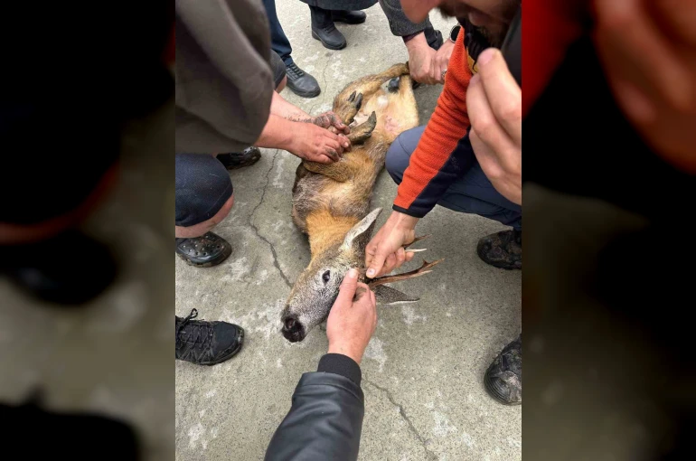 Derede mahsur kalan karaca kurtarıldı