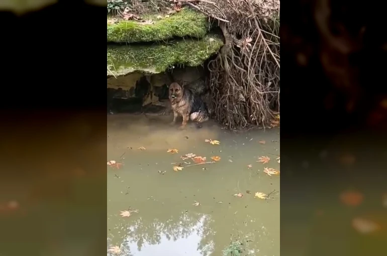 Dereye düşen köpek duyarlı vatandaş sayesinde kurtarıldı
