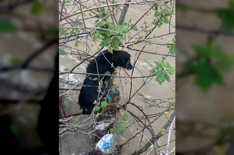 Dereye düşen köpek zorlu operasyonla kurtarıldı