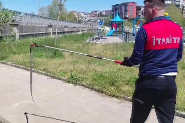Dernek binasına giren yılanı itfaiye yakalayıp doğaya saldı