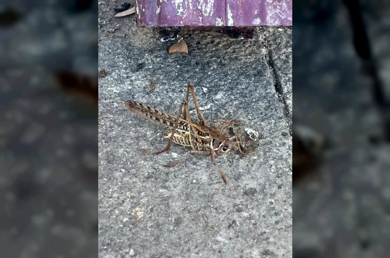 Dev çekirgeler Bilecik’te de görüldü