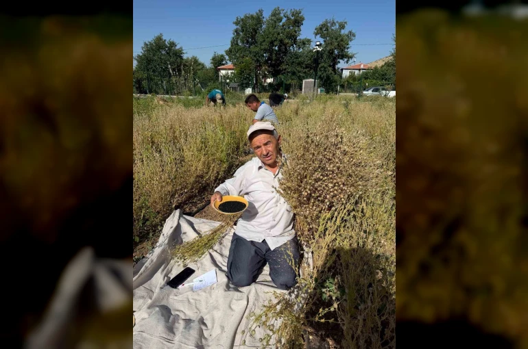 Develi’de çörek otu hasadına başlandı