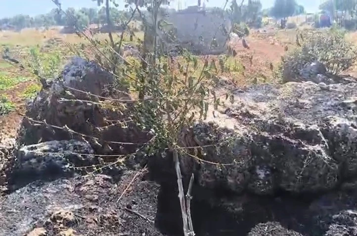 Dicle’de örtü yangını: Onlarca meyve ağacı alevlere teslim oldu
