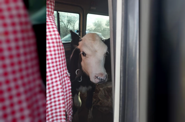 Didim’den kaçan hayvan hırsızları Konya’da yakalandı