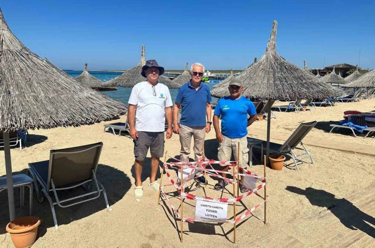 Didim’de 5 yıl sonra aynı plaja dönen caretta yeniden yuva yaptı