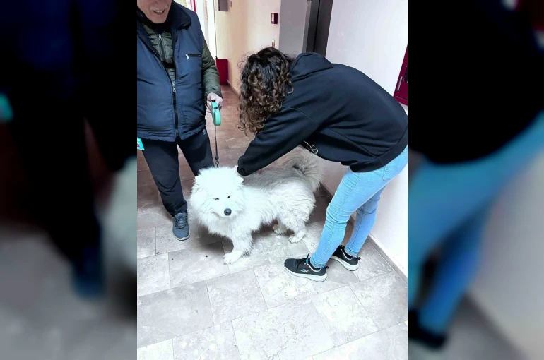 Didim’de evcil hayvanlar aşılanıyor