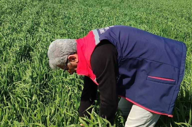 Didim’de hububat ekili araziler temiz çıktı