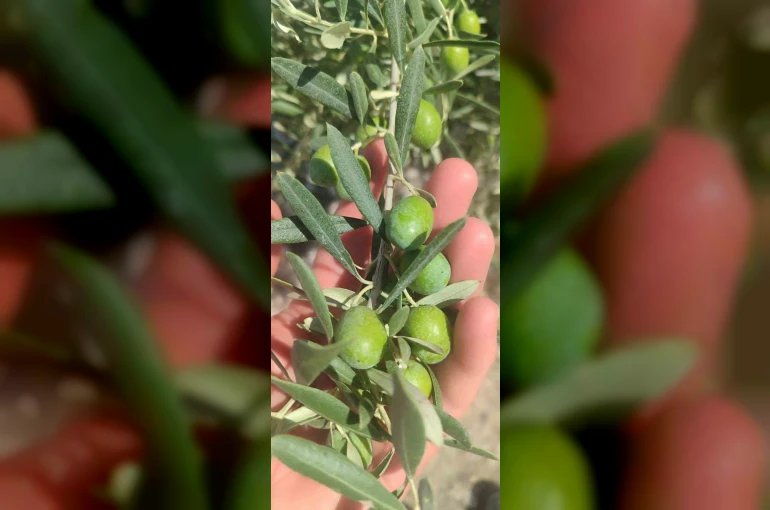 Didim’de zeytin üreticilerine sinek uyarısı