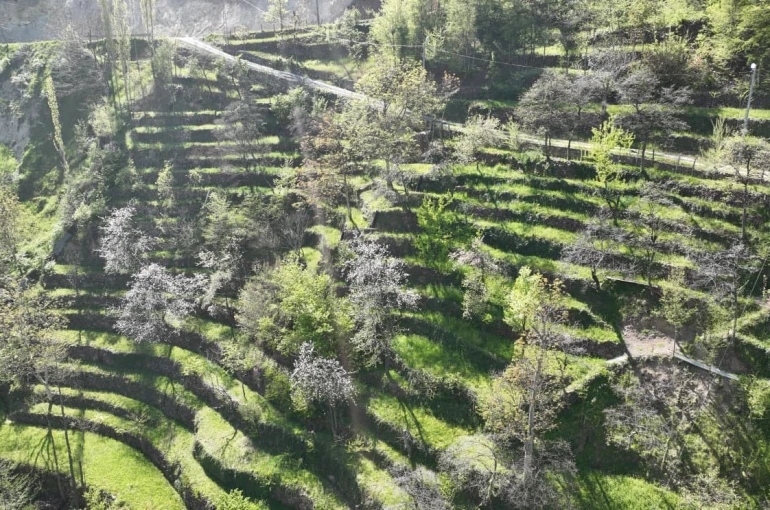 Dik yamaçta 60 yıllık emek, taş duvarlarla kurulan miras