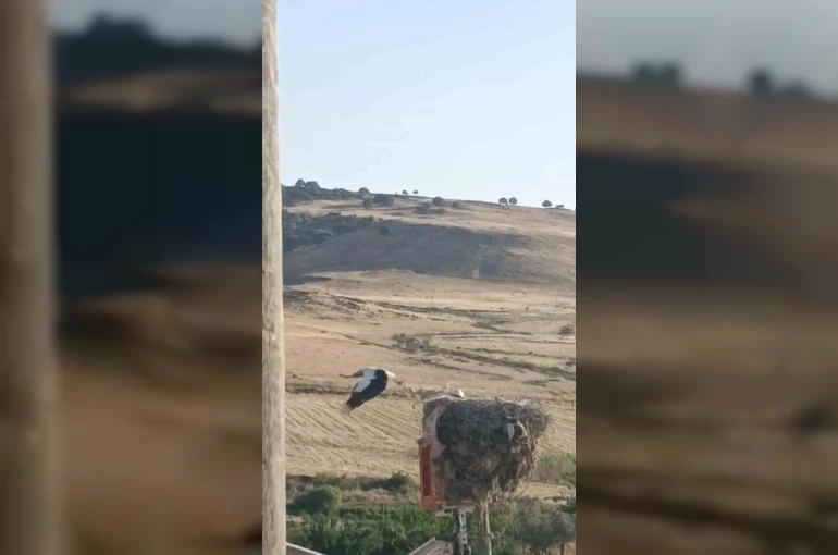 Diyarbakır’da ayağı yuvasındaki bez parçasına takılan leylek kurtarıldı