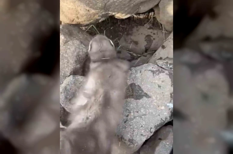 Diyarbakır’da bitkin halde bulunan gelincik, vatandaşlar tarafından görüntülendi