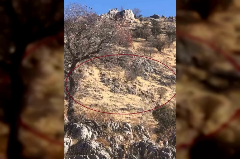 Diyarbakır’da dağ keçileri sürü halinde görüntülendi