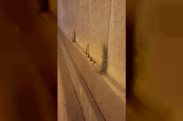 Diyarbakır’da dev yılan paniği