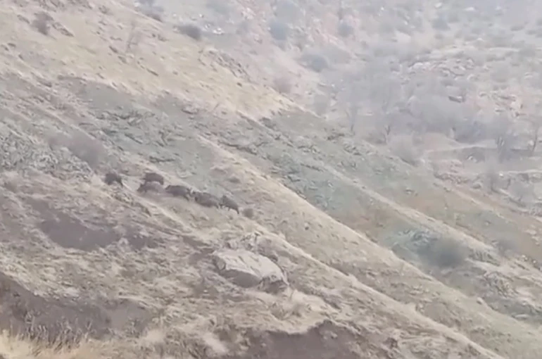 Diyarbakır’da domuz sürüsü görüntülendi 