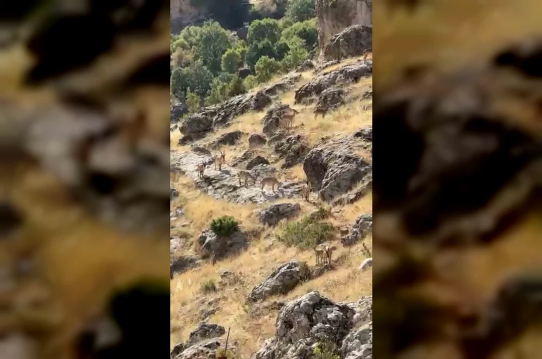 Diyarbakır’da Gelincik Dağı’nda sürü halinde gezen dağ keçileri görüntülendi