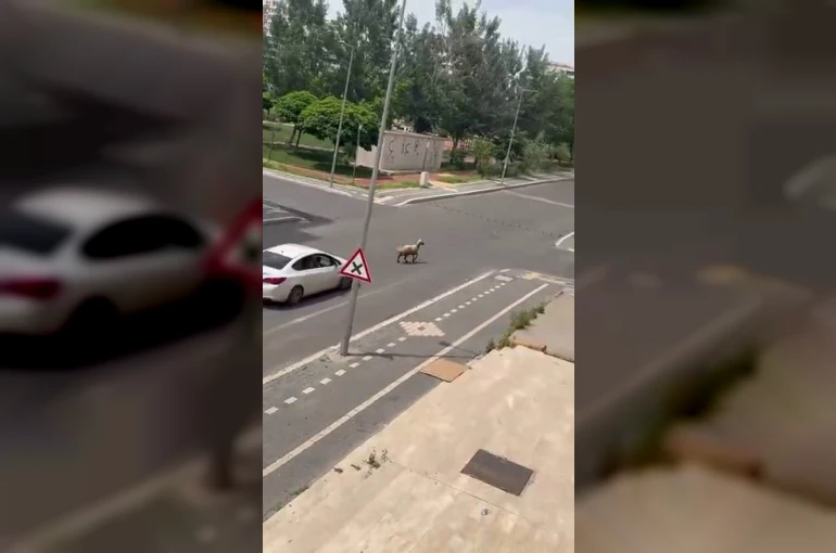 Diyarbakır’da kaçan kurbanlık trafiğin altını üstüne getirdi