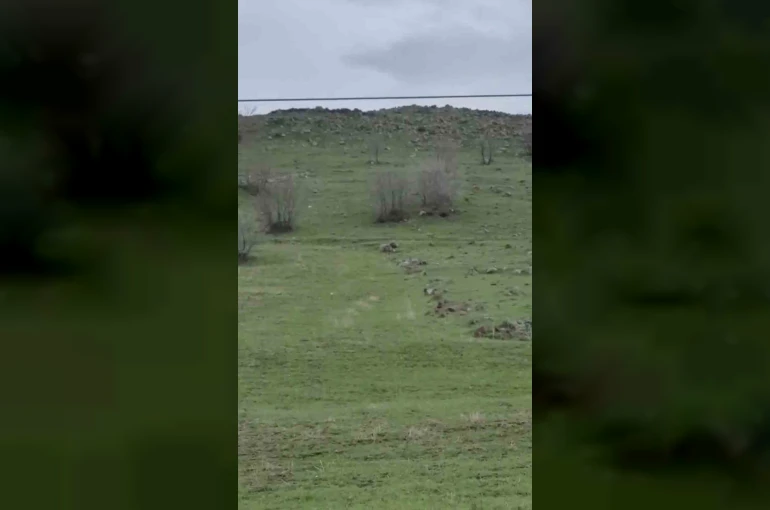 Diyarbakır’da kurt sürüsü görüntülendi