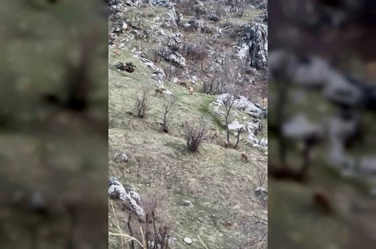 Diyarbakır’da nesli koruma altında olan dağ keçileri görüldü