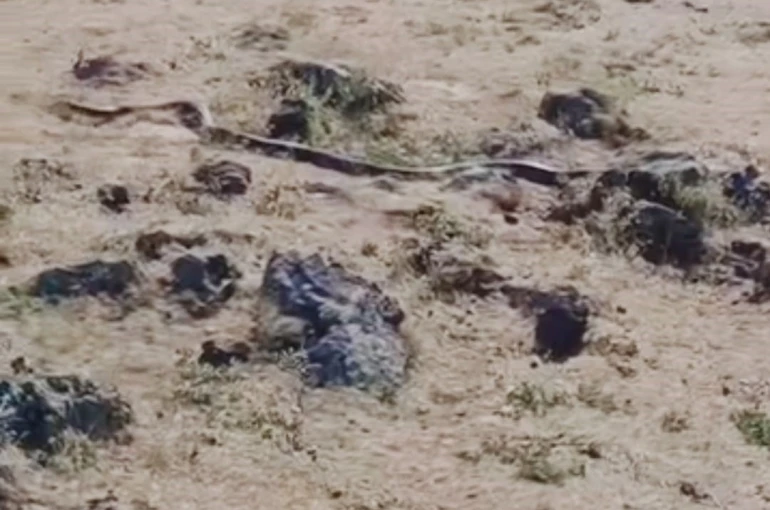 Diyarbakır’da yaklaşık 3 metre uzunluğunda yılan görüntülendi