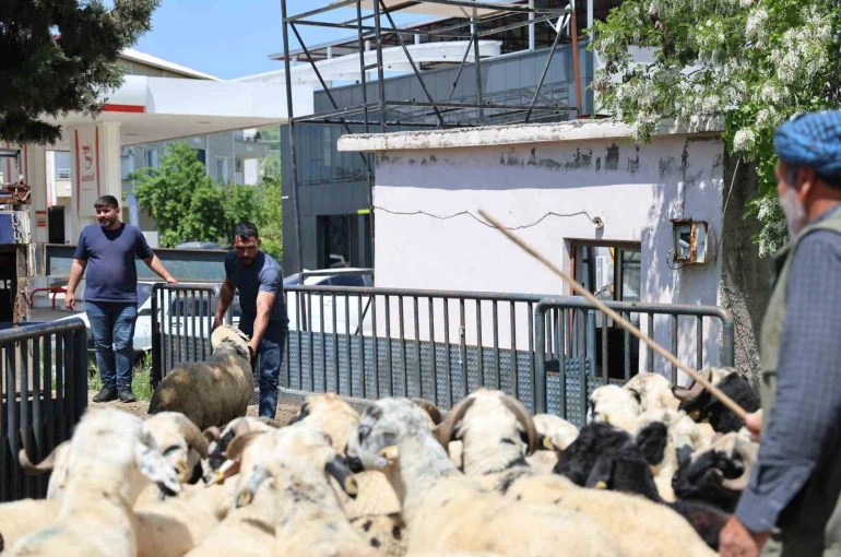 Diyarbakır’dan şehir dışına kurbanlık sevki devam ediyor