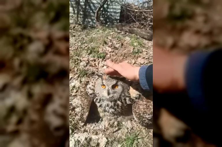 Doğada bulduğu puhu kuşunu ‘fıstık’ diyerek sevdi