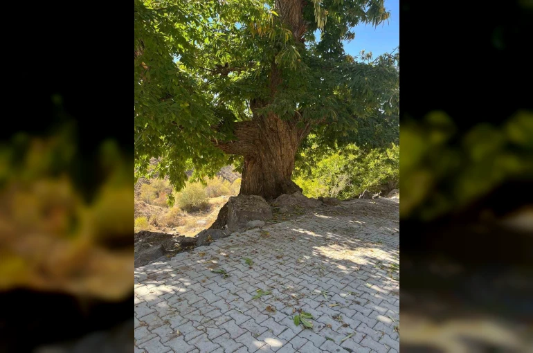 Doğadan ilham alan yarışma